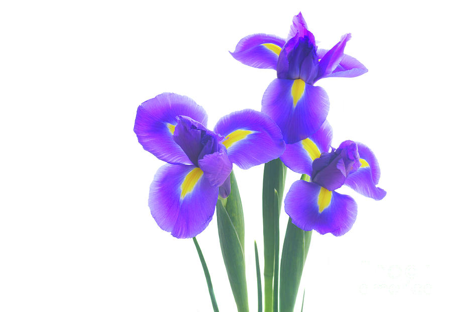 Blue Iris Flowers II Photograph by Anastasy Yarmolovich