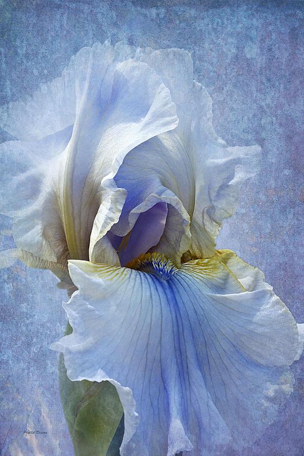 Blue Iris Fog Photograph by Phyllis Denton