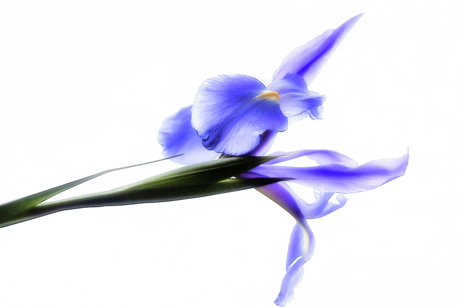 Blue Iris For Irma by Beth Akerman Blue Iris For Irma by Beth Akerman