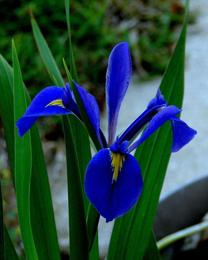 Blue Iris by Gaynor Perkins