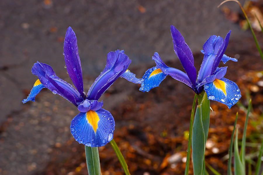 Blue Iris Germanica Photograph