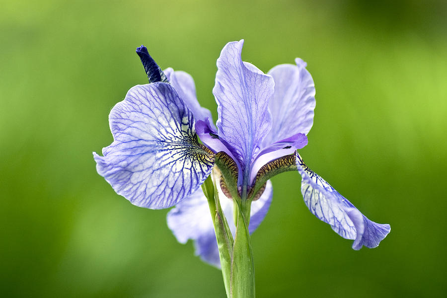 Iris Photograph - Blue Iris Germanica by Frank Tschakert