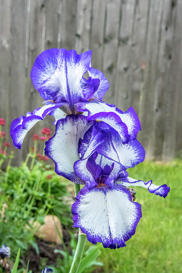 Blue Iris Photograph by Guy Whiteley