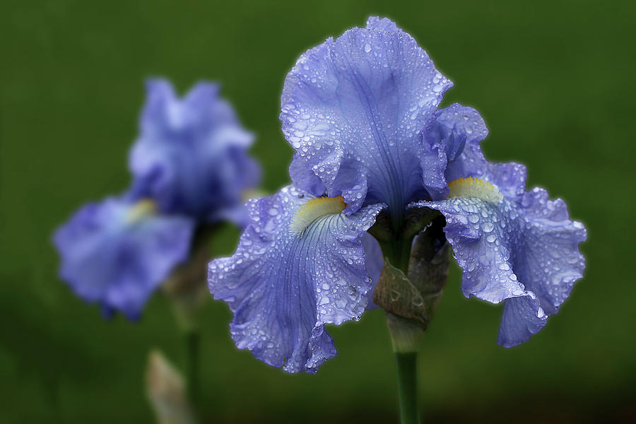 Blue Iris in the Rain Photograph by Vanessa Thomas