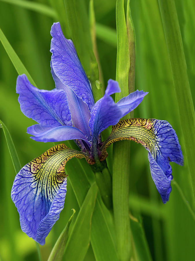Iris Photograph - Blue Iris by Inge Riis McDonald