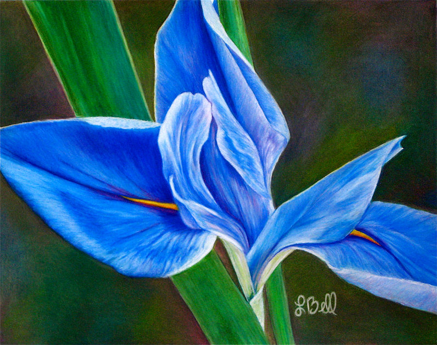 Blue Iris Painting by Laura Bell