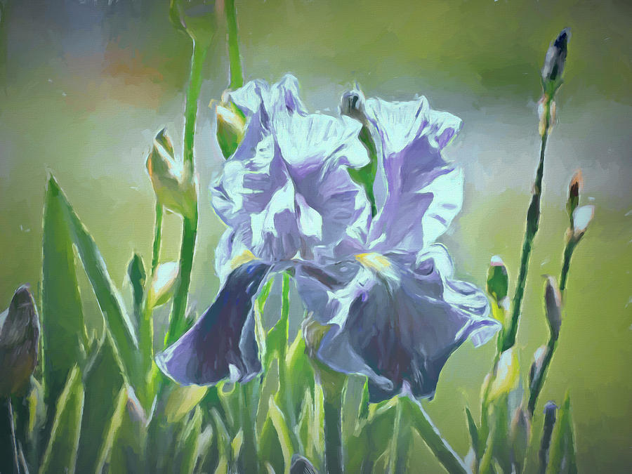 Blue Iris Photograph by Leslie Montgomery