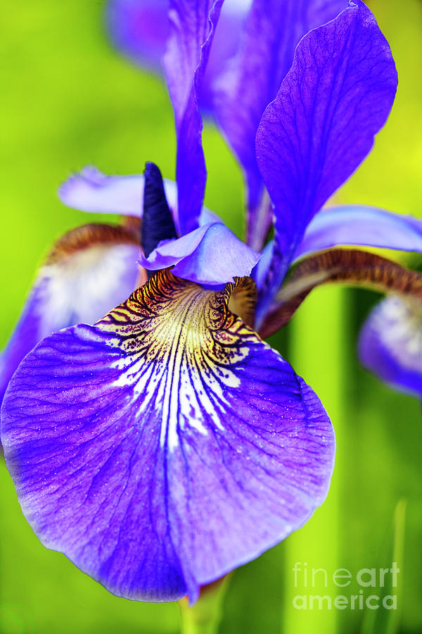 Blue Iris Lily Photograph by Heiko Koehrer-Wagner