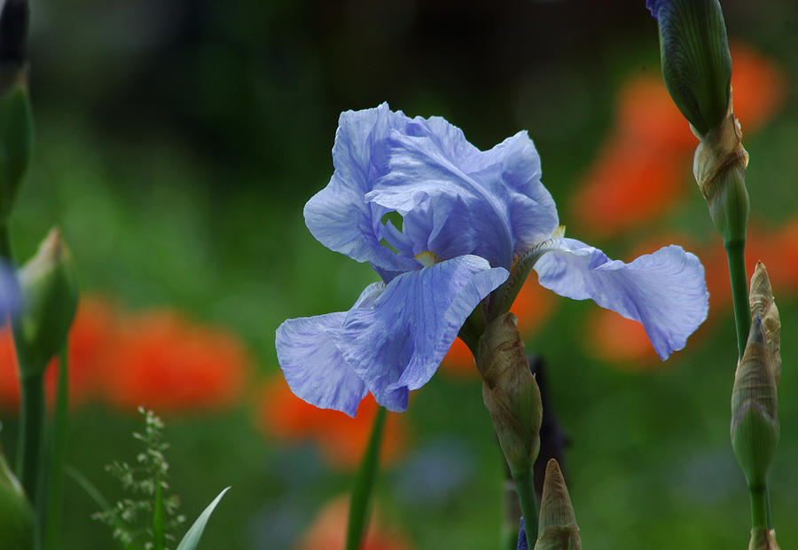 Iris Photograph - Blue Iris by Linda  Murphy