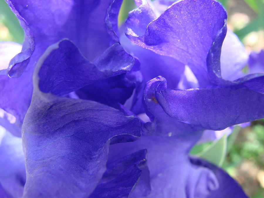Blue Iris Photograph by Liz Vernand