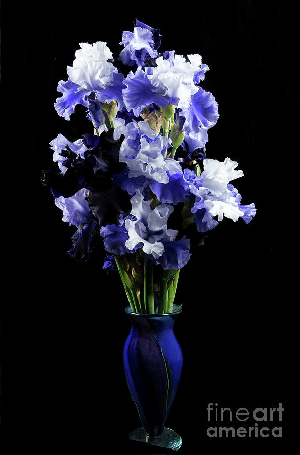 Iris Photograph - Blue Iris by Louise Magno