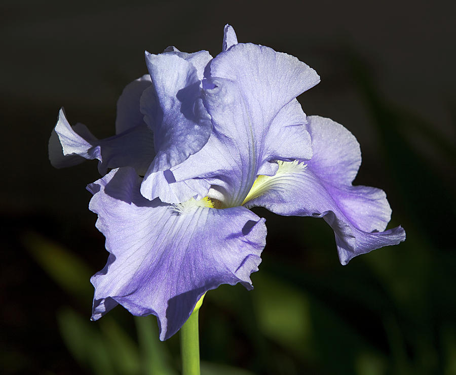 Blue Iris Photograph by Phyllis Denton