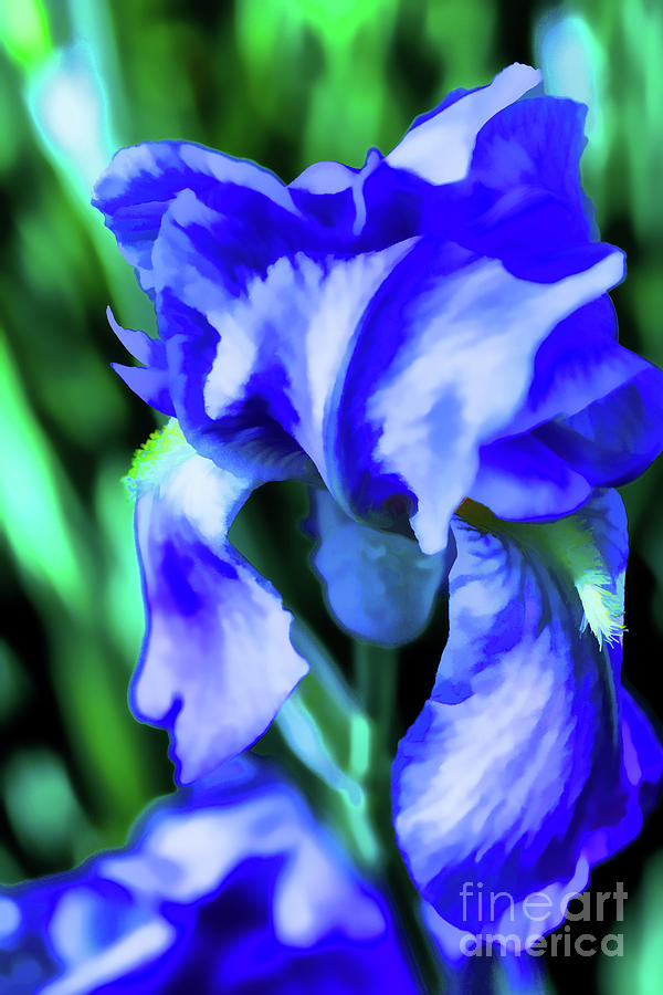 Blue Iris  Digital Art by Rick Bragan