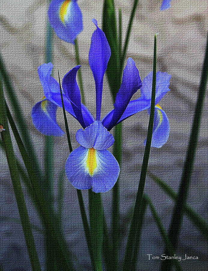 Blue Iris  Digital Art by Tom Janca