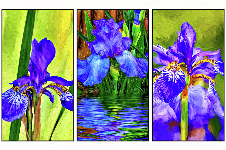 Blue Iris Triptych 2 Photograph by Steve Harrington