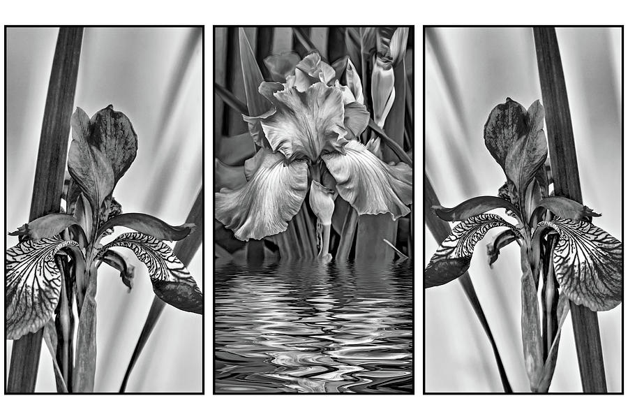 Blue Iris Triptych bw Photograph by Steve Harrington