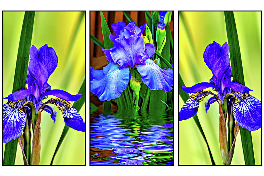Blue Iris Triptych Photograph by Steve Harrington