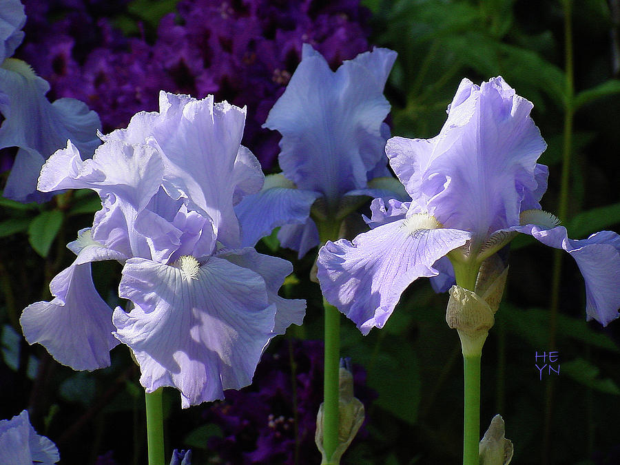 Blue Iris Upright Photograph by Shirley Heyn