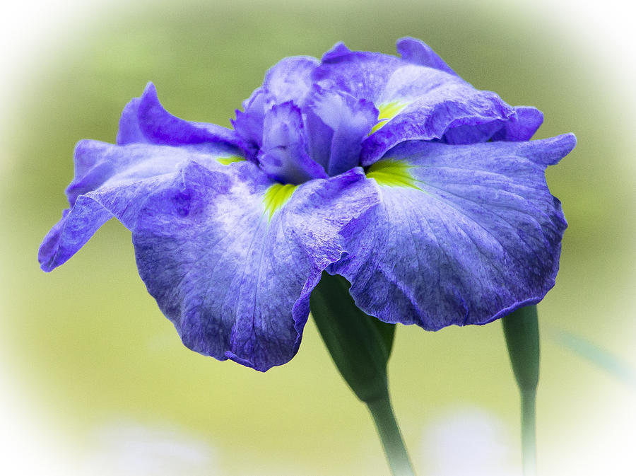 Purple Iris Photograph by Venetia Featherstone-Witty