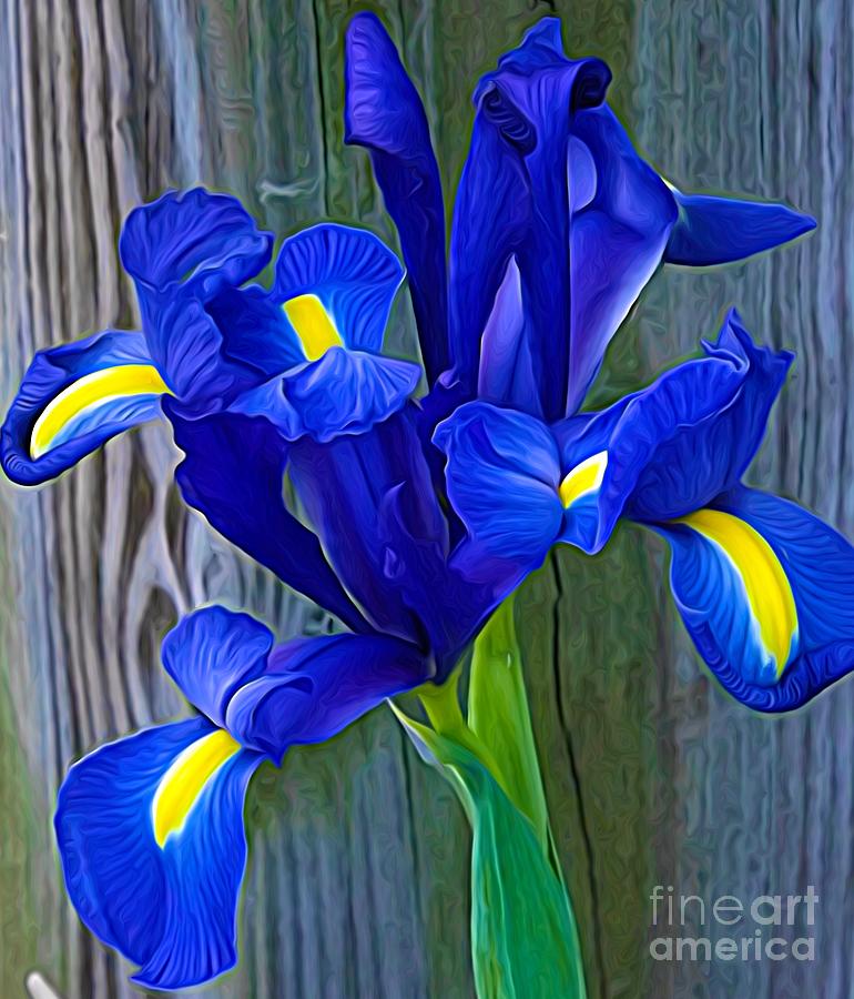 Blue Iris with Expressionistic Effect Photograph by Rose Santuci-Sofranko