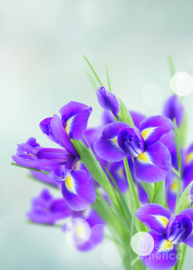 Blue Irise Flowers Photograph by Anastasy Yarmolovich
