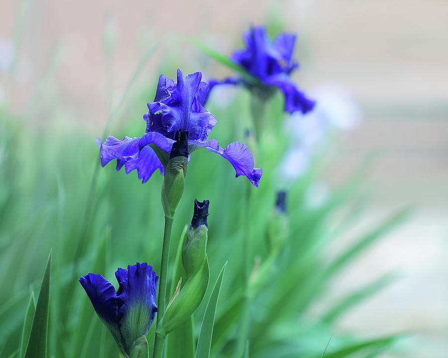 Blue Irises Photograph by Angela Murdock