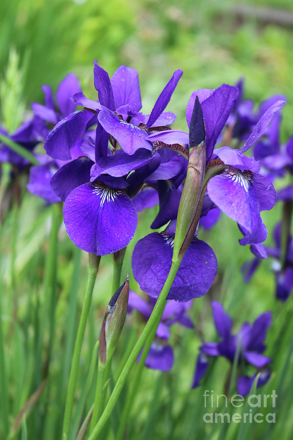 Blue Irises Photograph by Carol Groenen