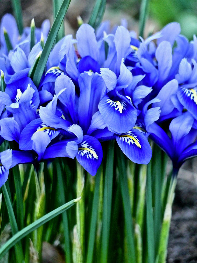 Blue Irises Photograph by Rachel Morrison