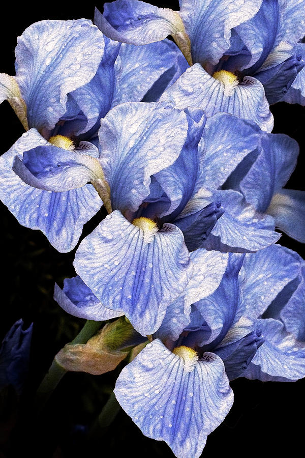 Blue Irises Photograph by Vanessa Thomas