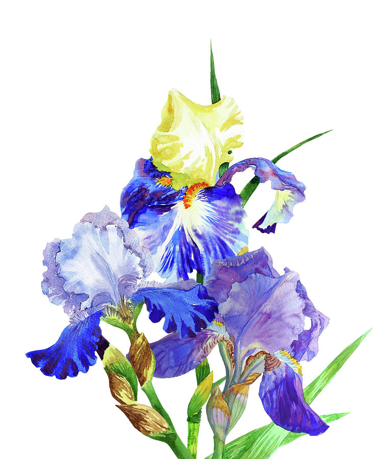 Blue irises. Watercolor flowers Digital Art by Natalia Piacheva - Fine ...