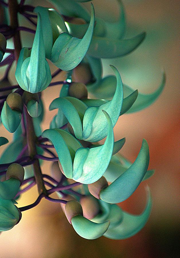 Flowers Still Life Photograph - Blue Jade at Sadie Seymour Park by Lori Seaman