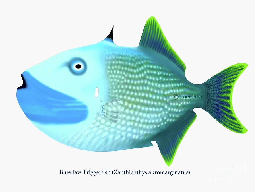 Blue Jaw Triggerfish Digital Art by Corey Ford