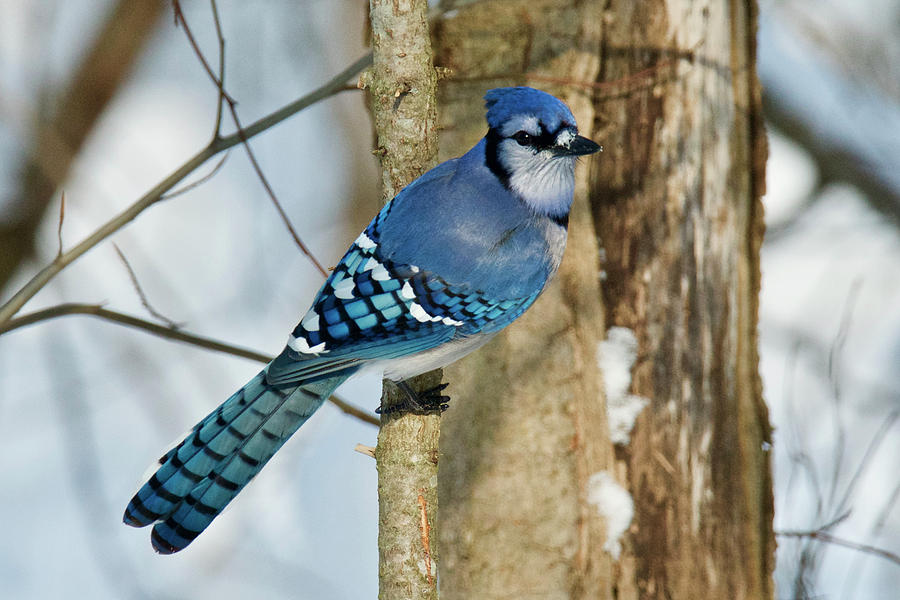 Blue Jay 0291 Photograph by Michael Peychich