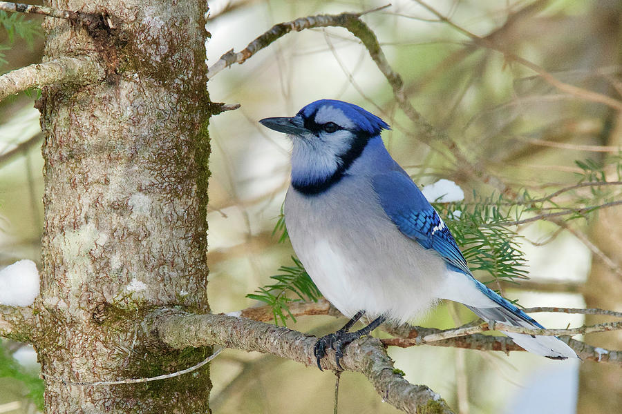 Blue Jay 0307 Photograph by Michael Peychich