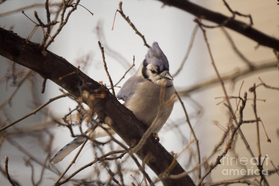 Winter Photograph - Blue Jay 2 by Howard Tenke
