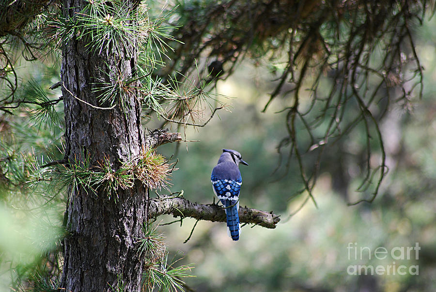 Blue Jay 20120420_208a Photograph by Tina Hopkins