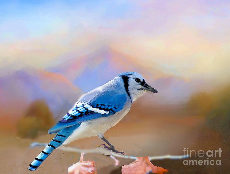 Blue Jay Photograph - Blue Jay in the Oklahoma Hills by Janette Boyd