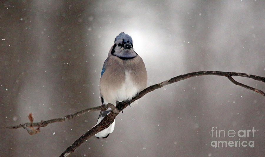 Blue Jay 6 by Jamie Smith Blue Jay 6 by Jamie Smith