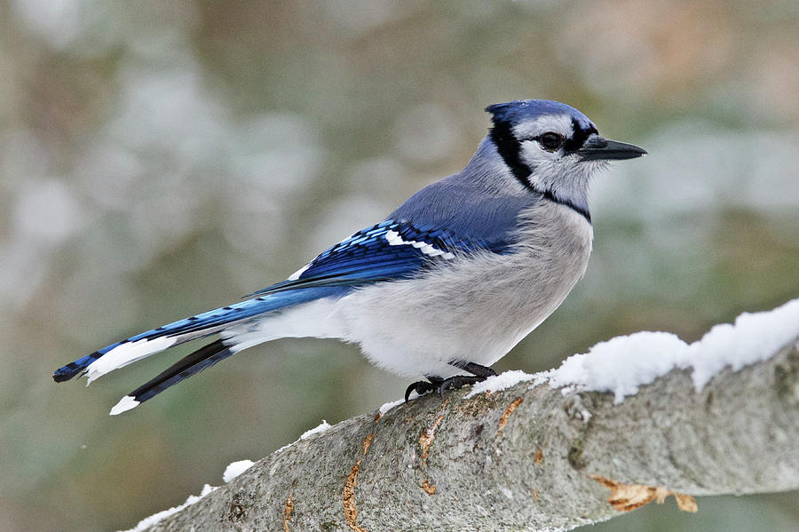 Blue Jay 6548 Photograph by Michael Peychich