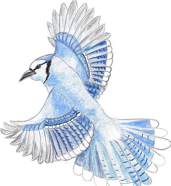 Drawing of the week: Blue Jay Bird – Ella's Place
