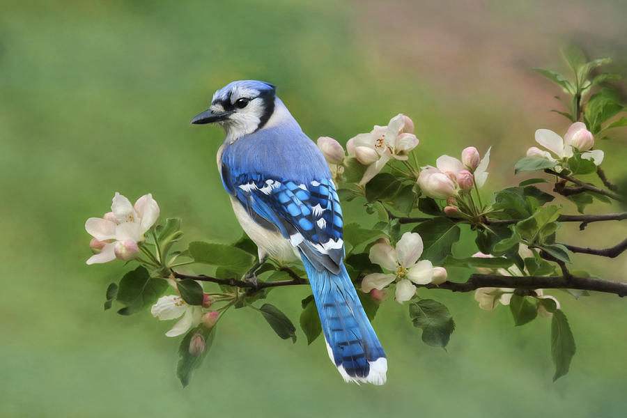 Blue Jay and Blossoms Photograph by Lori Deiter