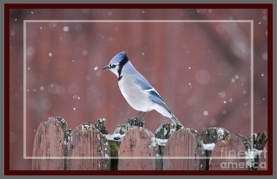 Blue Jay and Snow Flurries, Framed Photograph by Sandra Huston
