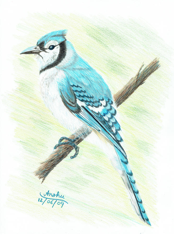 Blue Jay Colored Pencil Drawing Art Print 