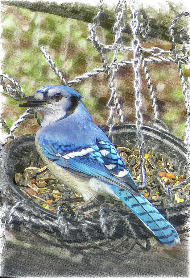 Blue Jay Art Photograph by Constantine Gregory