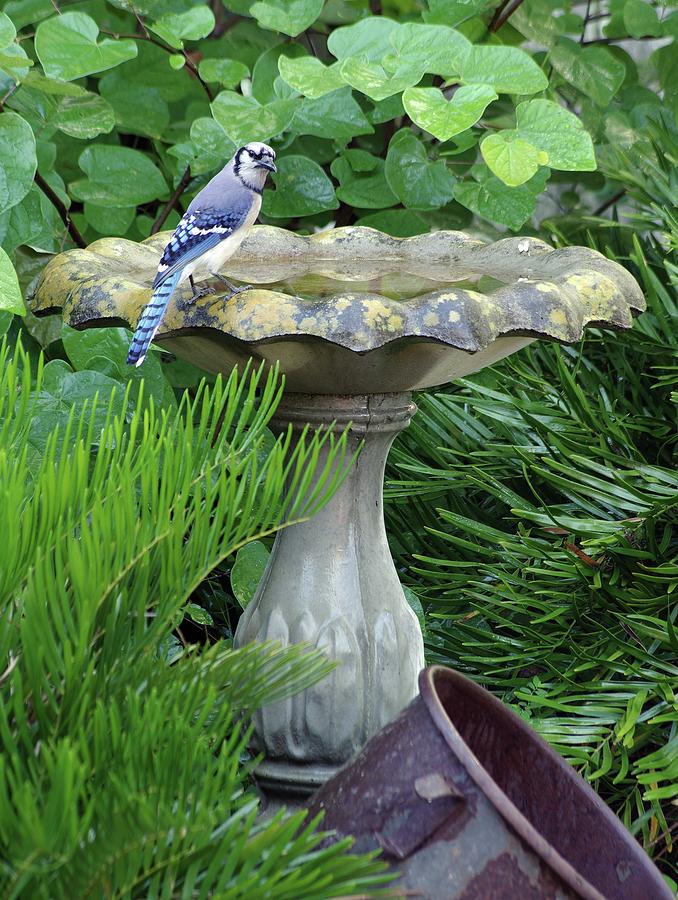 Blue Jay at the birdbath II Photograph by Richard Rizzo