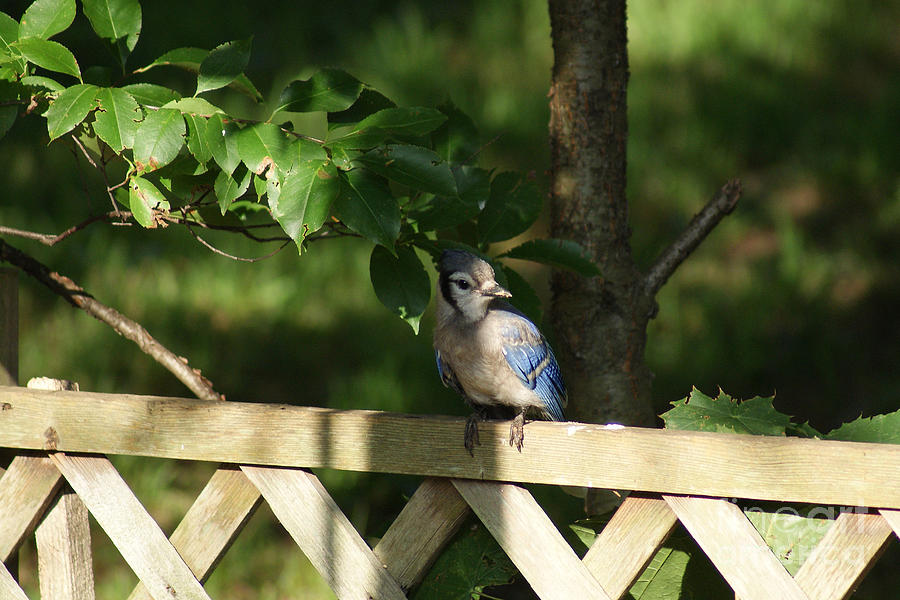 Blue Jay at the Fence Photograph by Margie Avellino