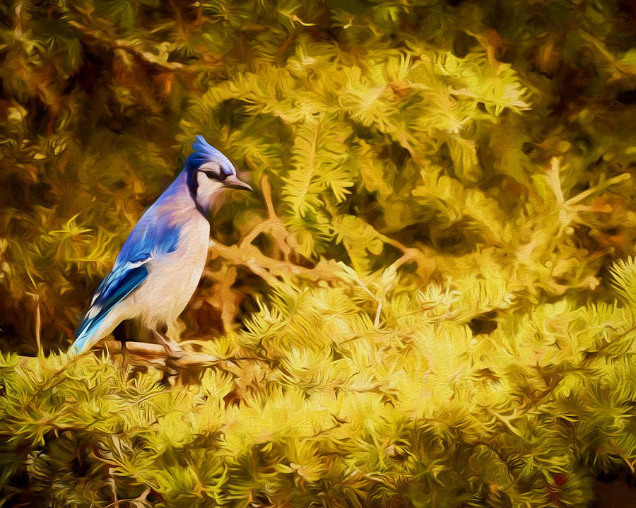 Blue Jay at Twilight Photograph by Susan Rissi Tregoning