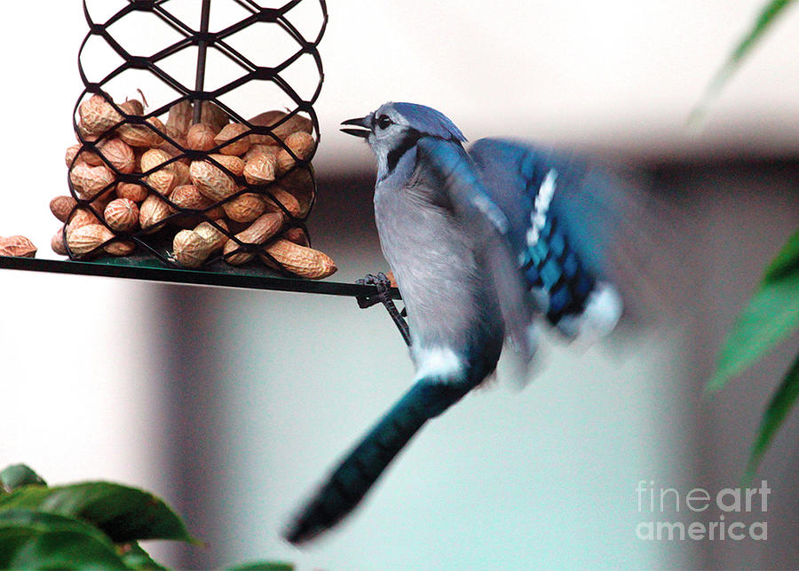 Blue Jay on Lunch Hour Photograph by Patricia Youngquist