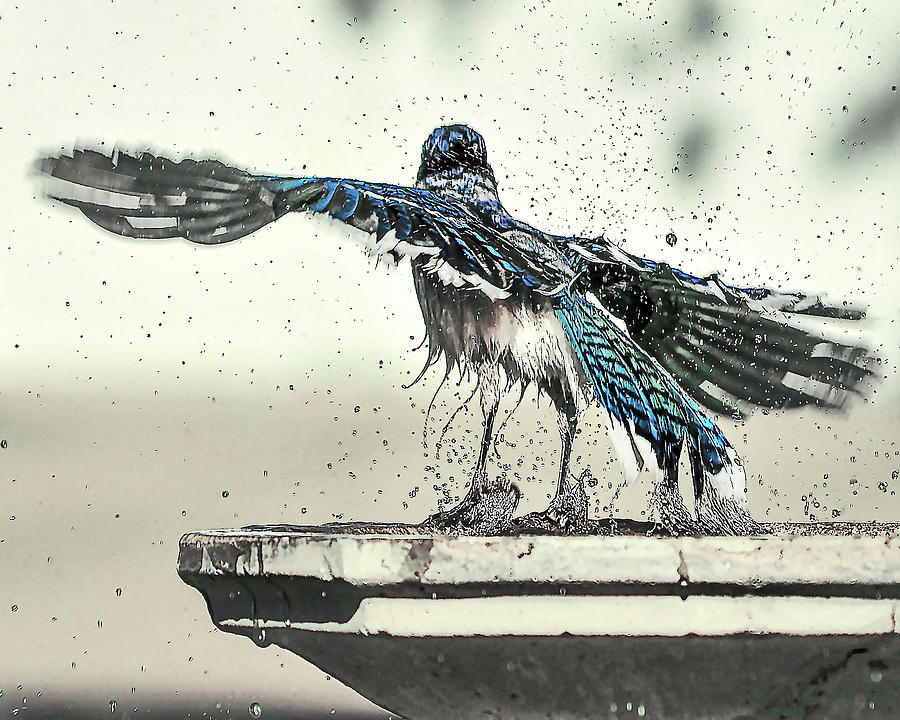 Blue Jay Bath Time Photograph by Scott Cordell