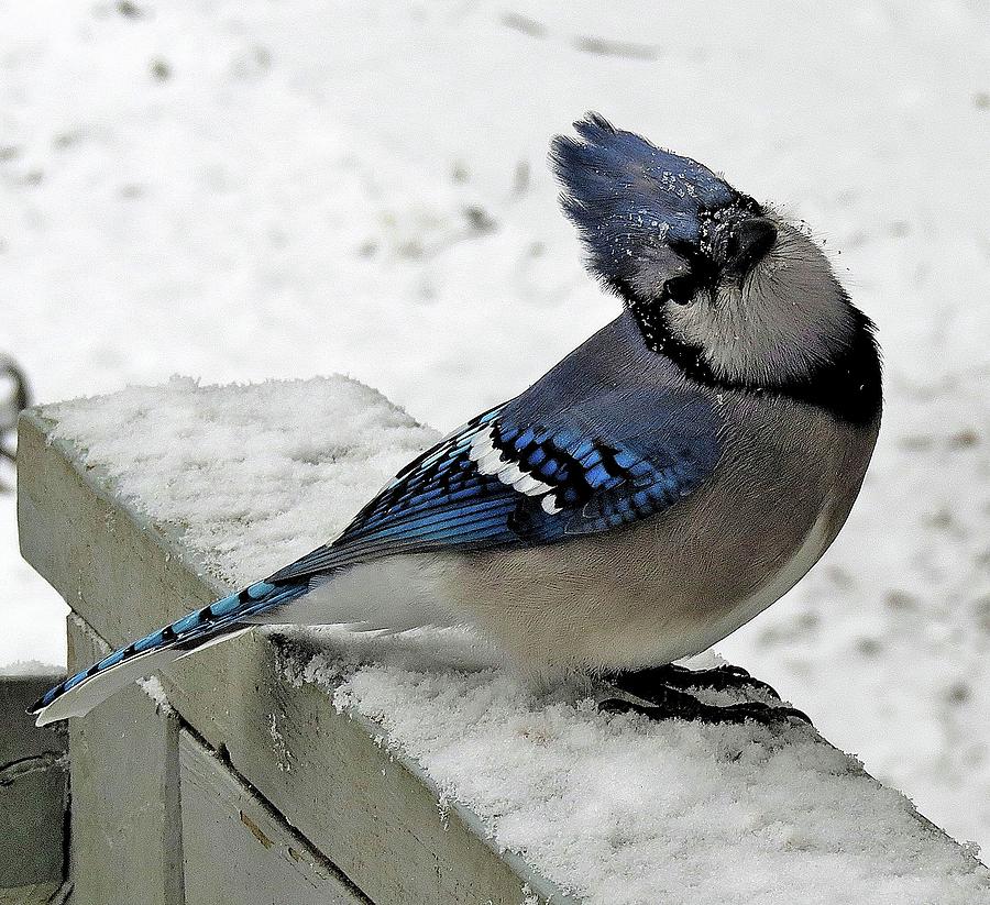 Blue Jay on a Snowy Day